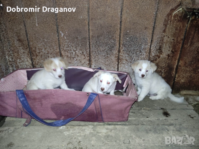 кученца търсят двукраки приятели - подаряват се