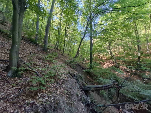 Продават се горски парцели в гр.Банкя, снимка 4 - Парцели - 51550899