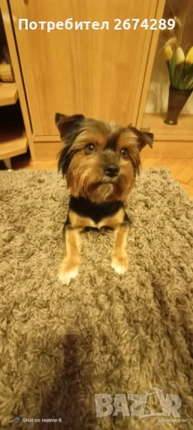 Йорки си търси партньорка, снимка 1