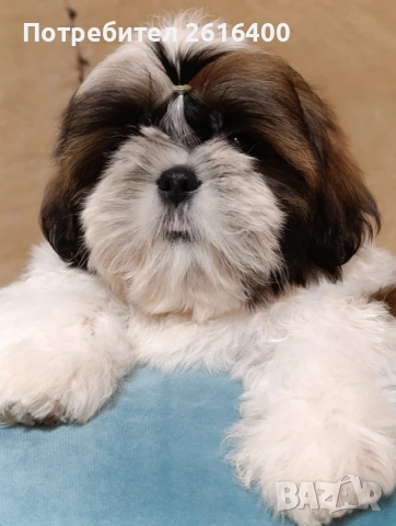 момче и момиче Ши Тцу, снимка 3 - Ши Тцу - 53187515