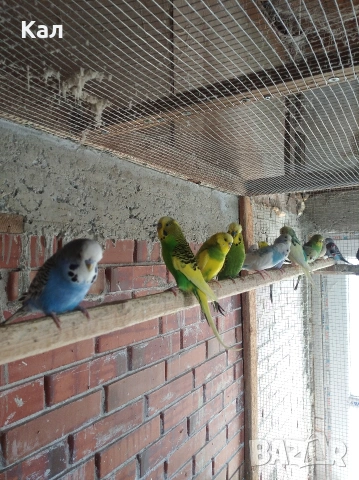 Вълнисти папагали, снимка 7 - Папагали - 53846560