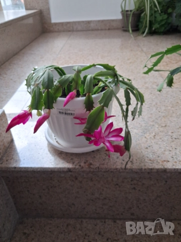 Коледничета - розово/бял цвят, снимка 2 - Стайни растения - 52755025