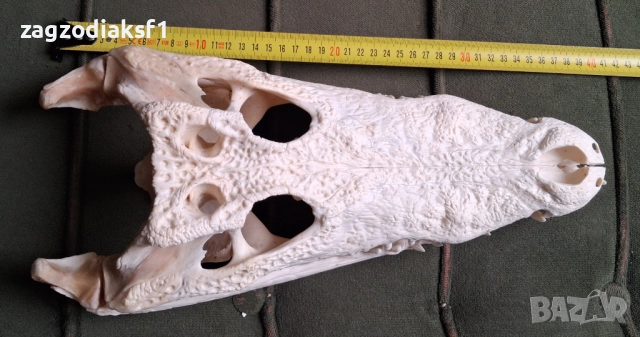 Челюст от Крокодил и Крокодилска кожа, снимка 8 - Колекции - 52465330