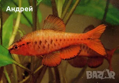 Вишнев барбус воален- титея, снимка 2 - Рибки - 50024841