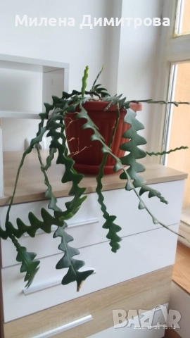 Epiphyllum anguliger кактус зигзаг, снимка 3 - Стайни растения - 49747854