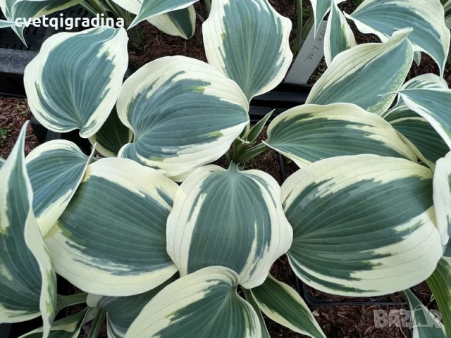 Hosta Firn Line (Хоста Снежна линия), снимка 2 - Градински цветя и растения - 50765512