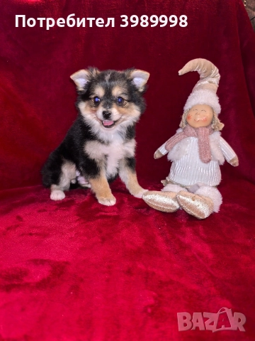 Мини шпиц-момиче, снимка 3 - Шпиц - 52790590