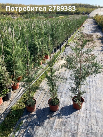 Лейланди кипарис, снимка 6 - Градински цветя и растения - 53071226
