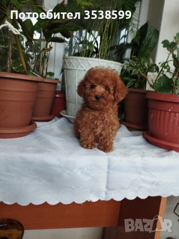 Той Пуделчета , снимка 4 - Пудели - 52909276