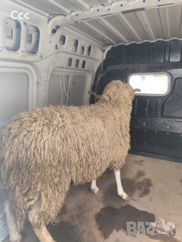Продавам коч, снимка 2 - Овце - 54182299
