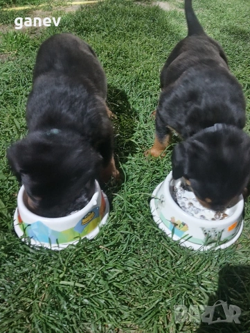 бебета ротвайлер , снимка 2 - Ротвайлер - 54019595