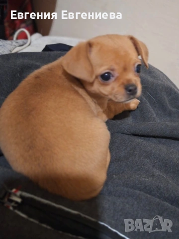 Мини чихуахуа, едно момиче., снимка 2 - Чихуахуа - 52887110