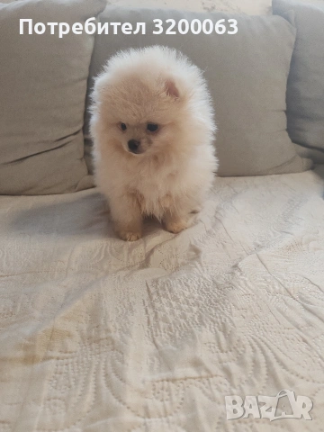 Померан мини мъжки , снимка 12 - Померан - 53726000