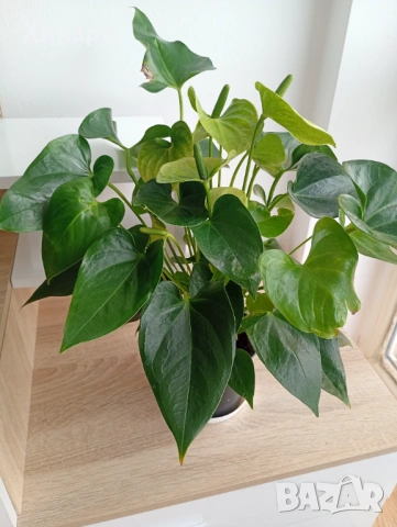 Антуриум с цвят