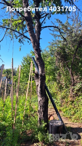 Черешово дърво за материал, снимка 3 - Дърводелски услуги - 51937942