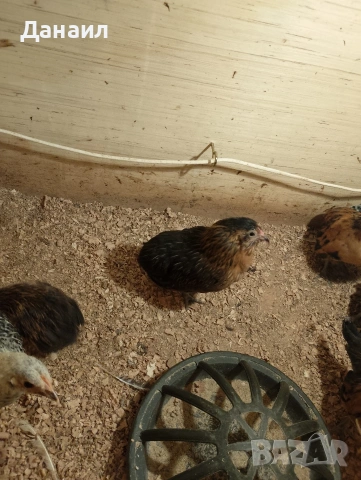 Грюбе, снимка 13 - други­ - 53823897