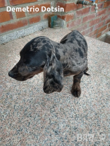 Дакел кученце , снимка 3 - Други - 53643519