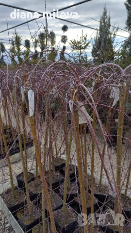 Плачеща върба, Salix Integra Pendula, снимка 14 - Градински цветя и растения - 50247216