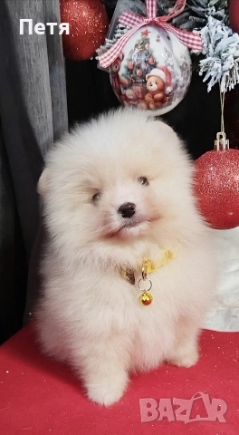 продавам померанчета, снимка 2 - Померан - 52908550