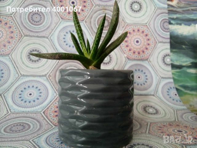 екзотично растение от Малта, снимка 3 - Стайни растения - 45451546