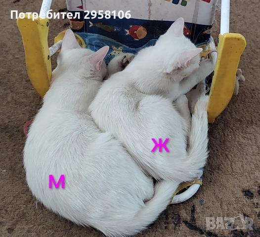 коте, снежно бяло момче, 8 мес., снимка 9 - Британска късокосместа - 51471264