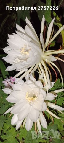 Epiphyllum oxypetalum , снимка 2 - Стайни растения - 45176607