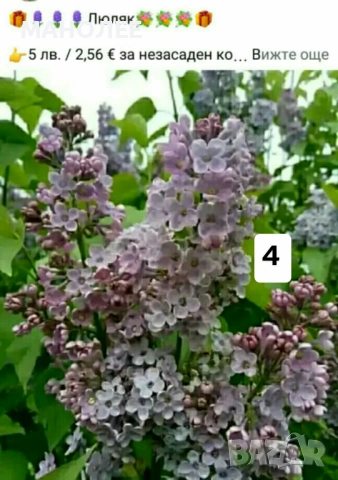 🪻🪴🪷🎁7 вида студоустойчиви растения❄️☃️ -, снимка 4 - Градински цветя и растения - 54099234