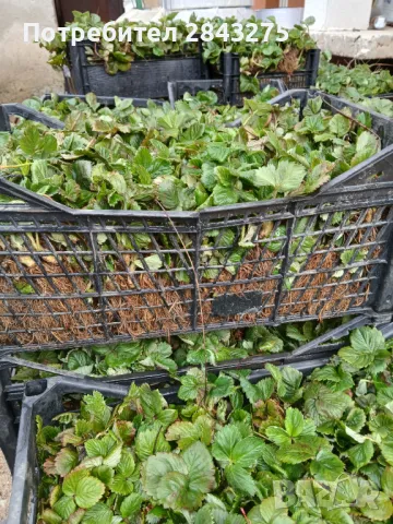 Продавам разсад ягоди , снимка 4 - Сортови семена и луковици - 49732680