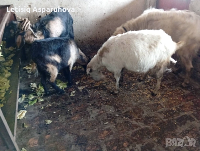 Продавам две кози и два пръча, снимка 3 - Кози - 53063534