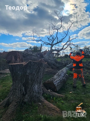 Рязане на опасни дървета и почистване на дворове – Варна, снимка 3 - Хамалски услуги - 53670302
