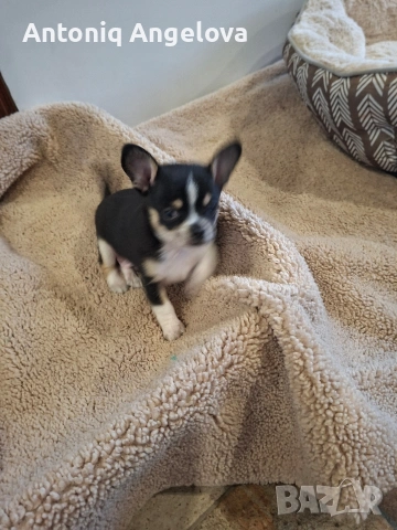 бебета чихуа на 50 дена с първа ваксина , снимка 11 - Чихуахуа - 53803931