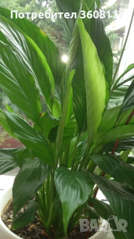 спатифилум 