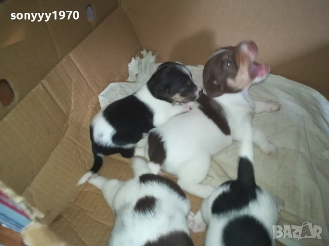 ДЖАК РЪСЕЛ 0509251724, снимка 13 - Джак ръсел териер - 51618265