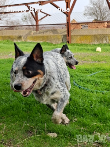 Продавам Кеталдог, снимка 2 - Други - 52574446