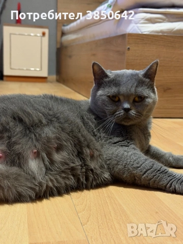 Британска късокосместа , снимка 2 - Британска късокосместа - 53778134