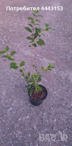 Форзиция разсад , снимка 3 - Разсади - 49874805