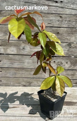 Pereskia, снимка 2 - Стайни растения - 50472169