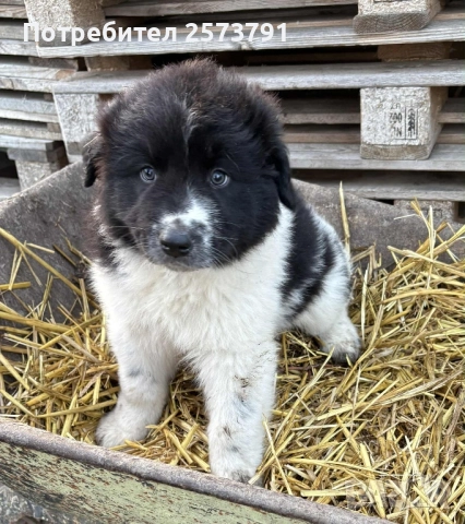 Българско Овчарско Куче Каракачанка, снимка 4 - Каракачанска овчарка - 52499392