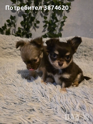 чихуахуа момченца , снимка 4 - Чихуахуа - 53389470