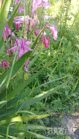 камбанки, снимка 6 - Разсади - 49673367