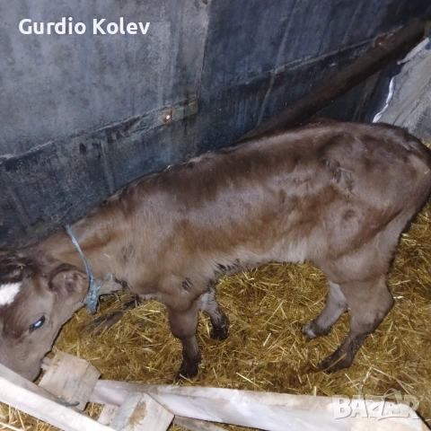 Телета , снимка 7 - Крави - 53483716
