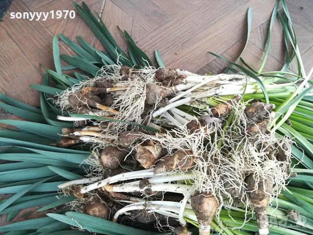 НАРЦИСИ-25ЛВ ЗА ЛОТ ОТ 25БР С ЛУКОВИЦИ 1104250533, снимка 8 - Градински цветя и растения - 49853468