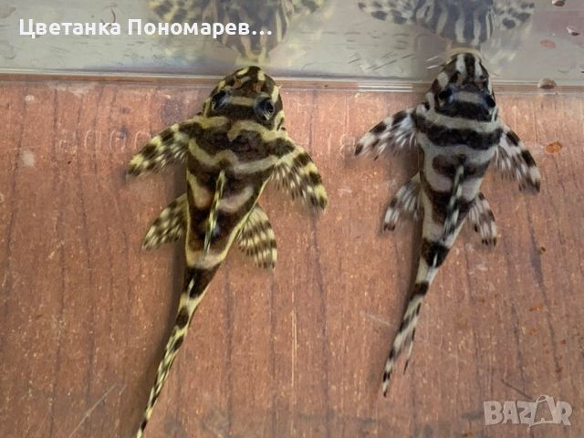 Hypancistrus sp.L236, Zebra Pleco L236, снимка 1