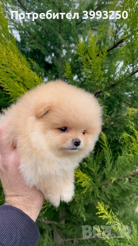 Мини померан момче, снимка 2 - Померан - 53563578