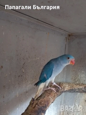 Промо Александри 200 за брой, снимка 5 - Папагали - 50712108