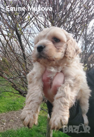 Кокер лагото, снимка 2 - Кокер шпаньол - 54008111