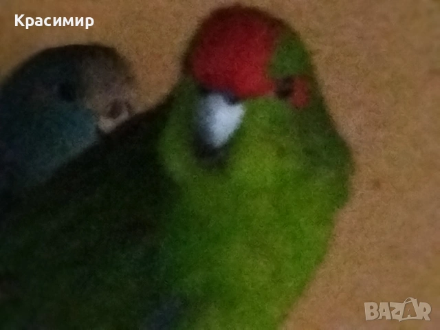 различни видове птици, снимка 4 - Папагали - 53807938