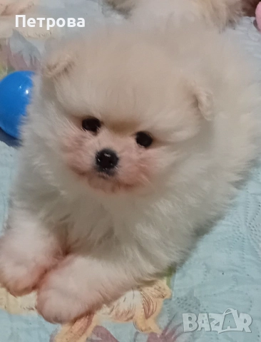 Померанче момче, снимка 3 - Померан - 52487389