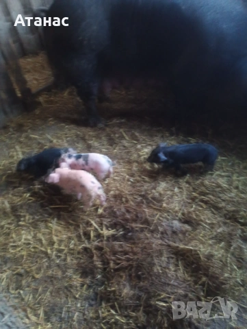 Продавам малки прасенца, снимка 3 - Прасета - 51133012