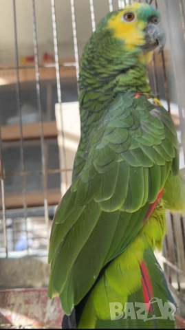 Продава женска синьочела амазона, снимка 5 - Папагали - 52946239
